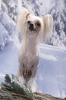 Chinese Crested Dog