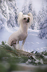 Chinese Crested Dog