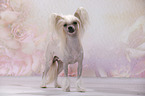 Chinese Crested Dog