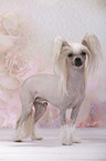 Chinese Crested Dog