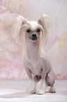 sitzender Chinese Crested Dog