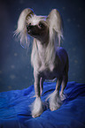 Chinese Crested Dog