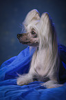 liegender Chinese Crested Dog