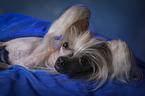 Chinese Crested Dog Portrait