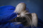 Chinese Crested Dog Portrait