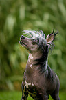 Chinese Crested Dog