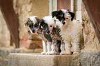 Chinese Crested Dog Welpen