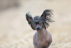 Chinesischer Schopfhund Portrait