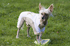 Chinese Crested