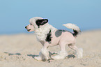 rennender Chinese Crested