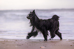 schwarzer Chinese Crested Powderpuff