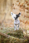 Chinese Crested im Herbst