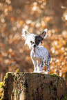 Chinese Crested im Herbst