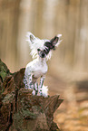 Chinese Crested im Herbst