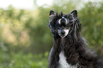 Chinese Crested Dog