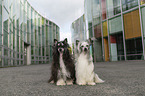 Chinese Crested Dog