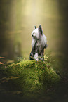 Chinesischer Schopfhund