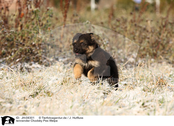 rennender Chodsky Pes Welpe / running Chodsky Pes Puppy / JH-08301