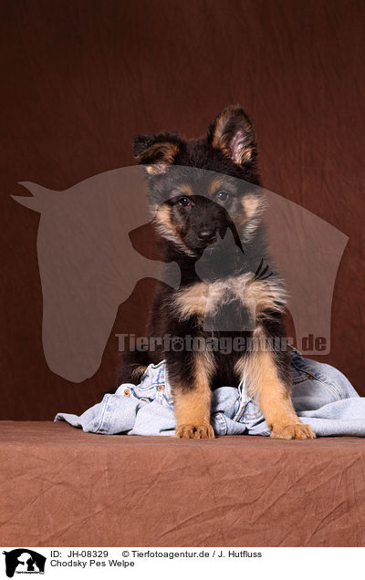 Chodsky Pes Welpe / Chodsky Pes Puppy / JH-08329