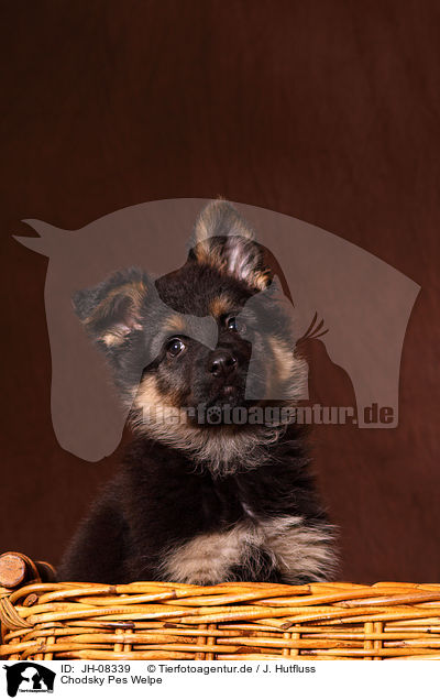 Chodsky Pes Welpe / Chodsky Pes Puppy / JH-08339