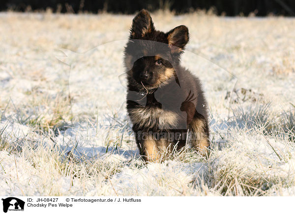 Chodsky Pes Welpe / Chodsky Pes Puppy / JH-08427