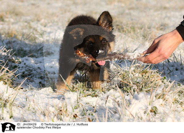 spielender Chodsky Pes Welpe / playing Chodsky Pes Puppy / JH-08429