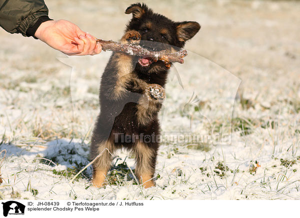spielender Chodsky Pes Welpe / playing Chodsky Pes Puppy / JH-08439