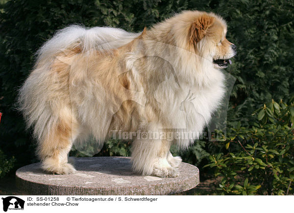 stehender Chow-Chow / standing Chow-Chow / SS-01258