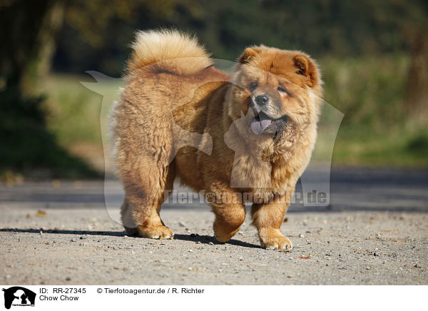 Chow Chow / RR-27345