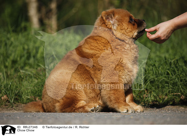 Chow Chow / RR-27346