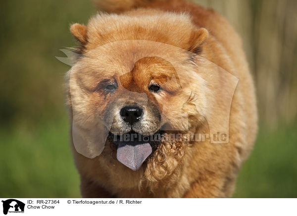 Chow Chow / RR-27364