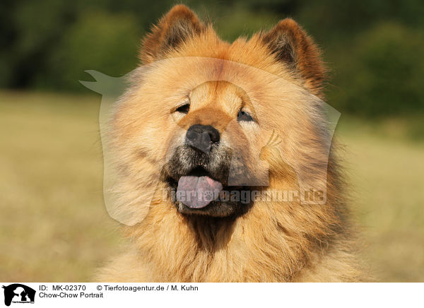 Chow-Chow Portrait / MK-02370