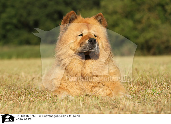 Chow-Chow / MK-02375