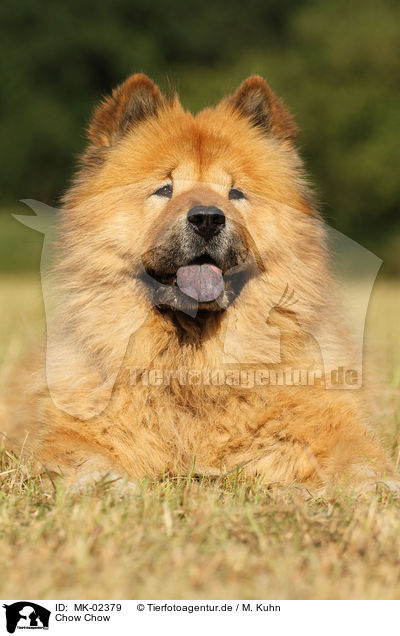 Chow Chow / MK-02379