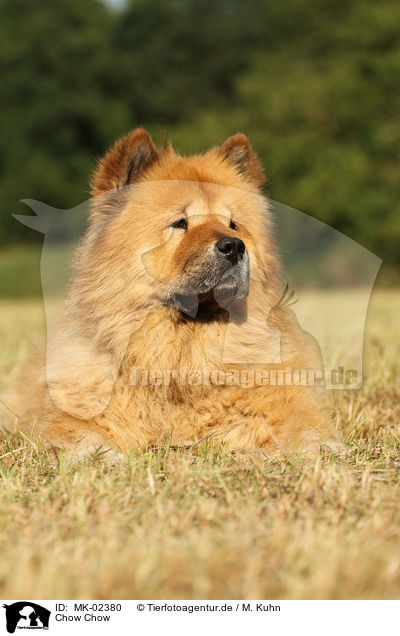 Chow Chow / MK-02380