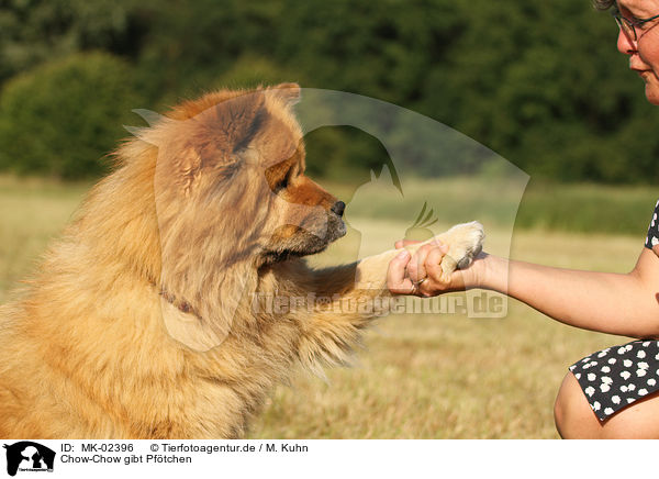 Chow-Chow gibt Pftchen / Chow-Chow gives paw / MK-02396