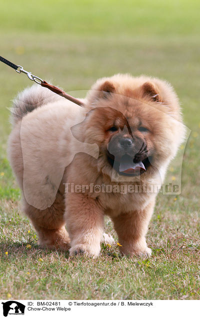 Chow-Chow Welpe / Chow-Chow Puppy / BM-02481