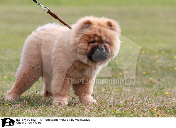 Chow-Chow Welpe / Chow-Chow Puppy / BM-02482