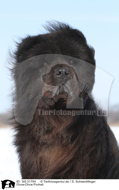Chow-Chow Portrait / Chow-Chow Portrait / SS-31764