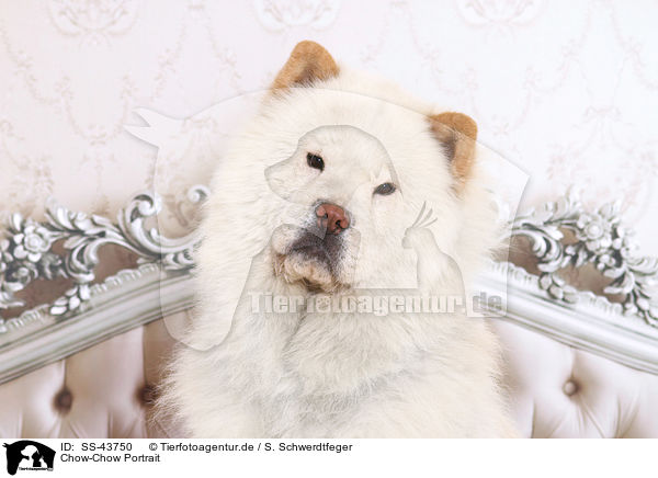 Chow-Chow Portrait / SS-43750
