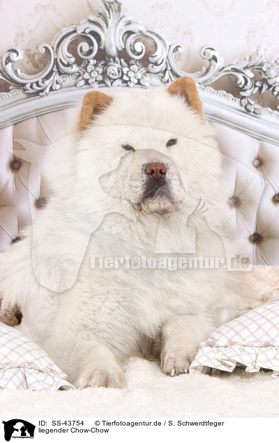 liegender Chow-Chow / lying Chow Chow / SS-43754