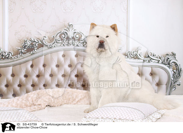 sitzender Chow-Chow / sitting Chow Chow / SS-43759