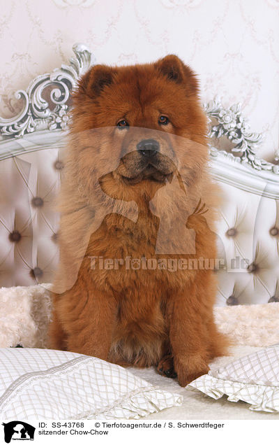 sitzender Chow-Chow / sitting Chow Chow / SS-43768
