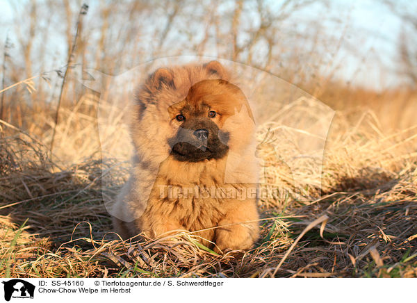 Chow-Chow Welpe im Herbst / Chow Chow Puppy in autumn / SS-45160