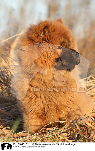 Chow-Chow Welpe im Herbst / Chow Chow Puppy in autumn / SS-45162
