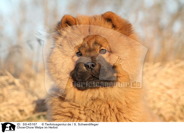 Chow-Chow Welpe im Herbst / Chow Chow Puppy in autumn / SS-45167