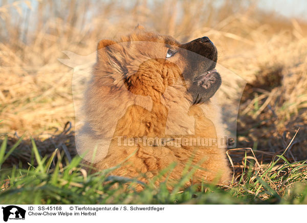 Chow-Chow Welpe im Herbst / Chow Chow Puppy in autumn / SS-45168