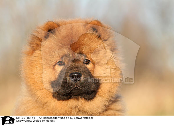 Chow-Chow Welpe im Herbst / Chow Chow Puppy in autumn / SS-45174