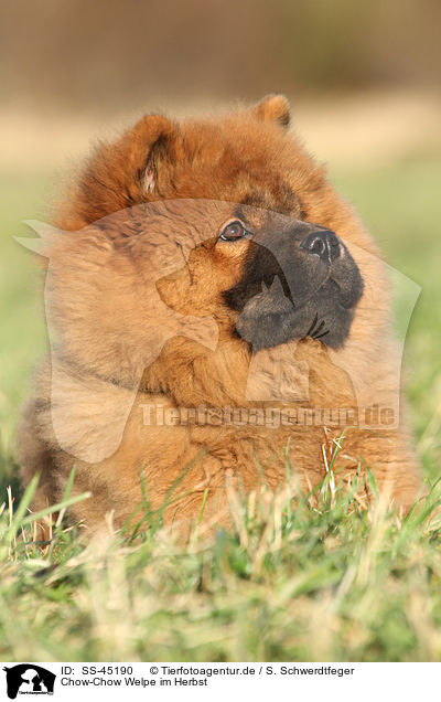 Chow-Chow Welpe im Herbst / Chow Chow Puppy in autumn / SS-45190