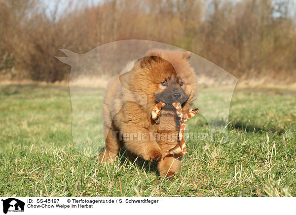 Chow-Chow Welpe im Herbst / SS-45197
